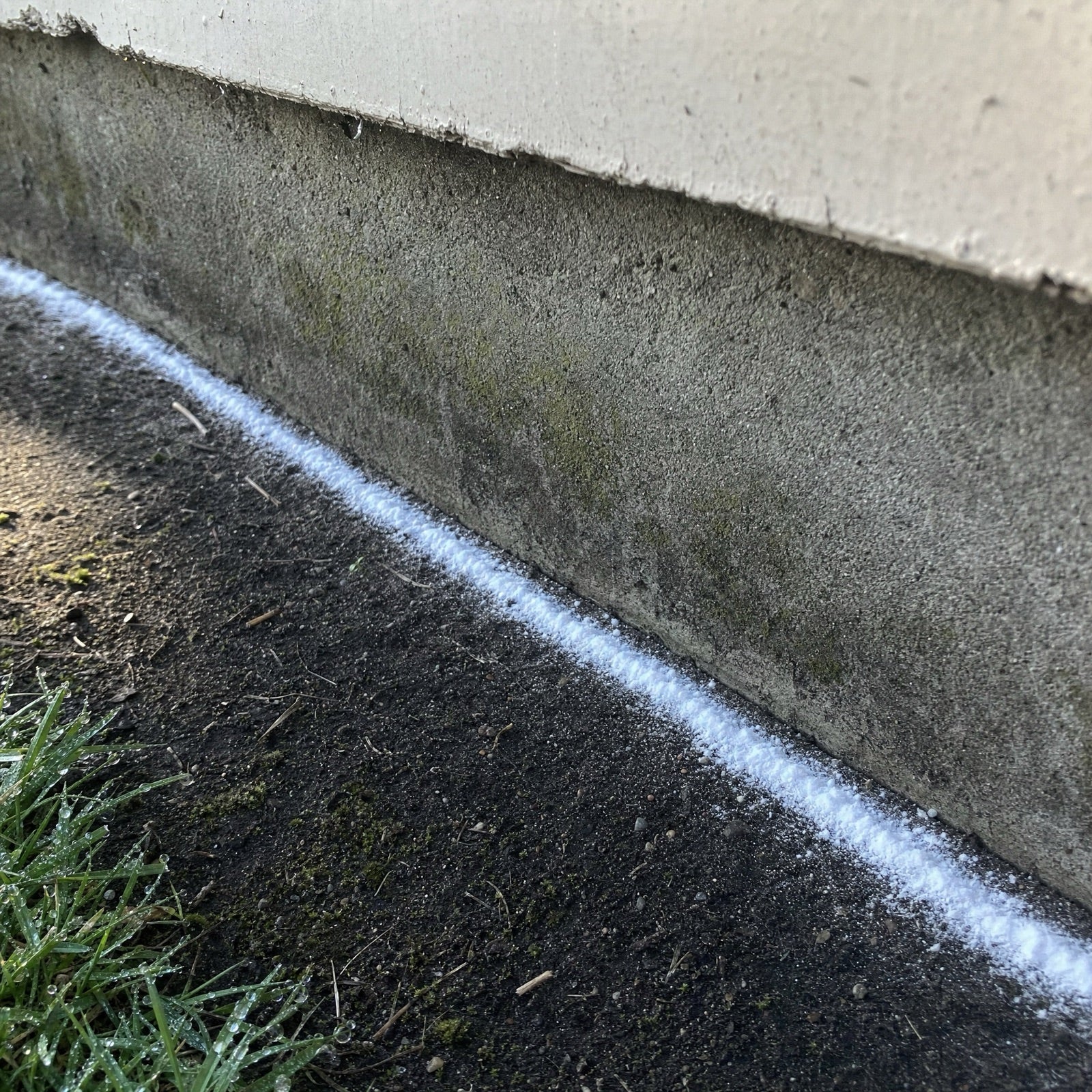 A clean white line of powder laid along the base of a damp concrete foundation, holding its shape on wet soil.